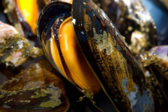 arousa_mejillones