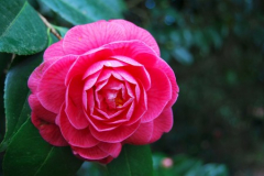 camelia