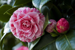 camelia1