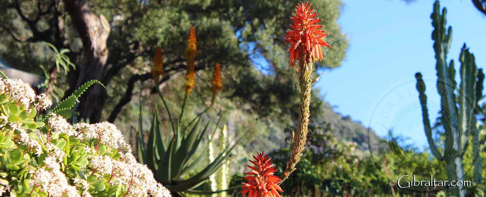 featured_alameda-botanic-gardens-gibraltar