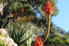 featured_alameda-botanic-gardens-gibraltar