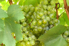 uva_chardonnay_navarra